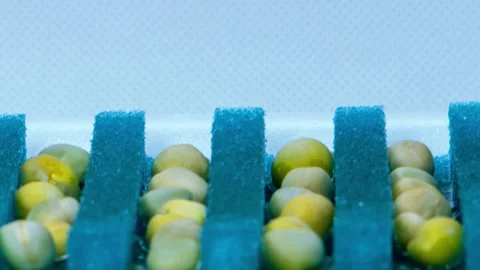 Sprouting peas, close-up, selective focus. Green sprouts sprout from peas on a f Video stock 157321759