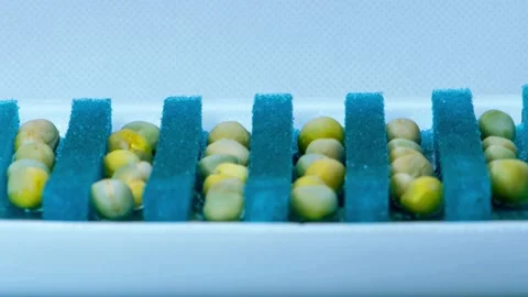 Sprouting peas, close-up, selective focus. Green sprouts sprout from peas Stock Footage 157321858