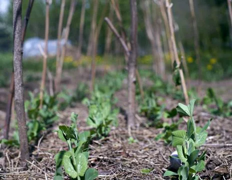 Sprouting peas in the garden. Selective focus on peas in blurred background Stock Photos