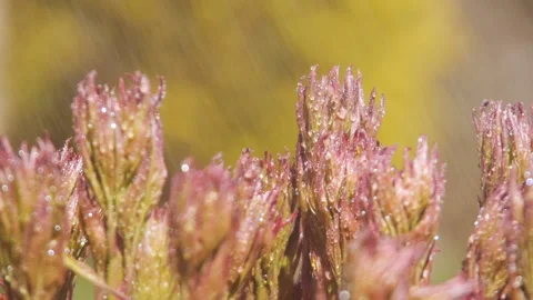 Sprouting Peonies with Slow Motion Water Mist Stock Footage 237960168