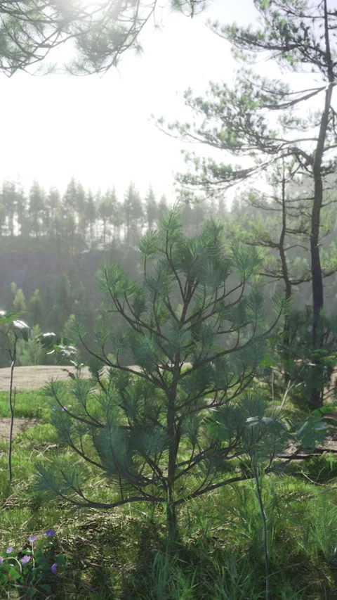 Sprouting pine beside fields, Fresh green sapling with peaceful landscape Stock Footage 326351690