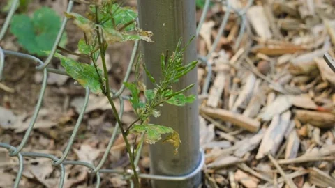 Sprouting plant of an invasive Garlic Mustard weed. 库存影片 343061491