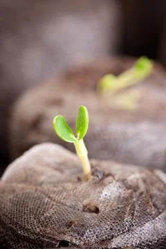 Sprouting plant Stock-Fotos