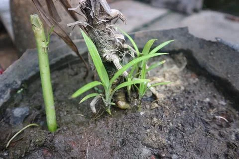 Sprouting Plants in Garden Pot Stock Photos