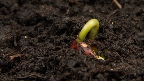 Sprouting plants macro shooting time Leps 스톡 동영상 108003664