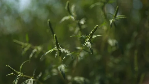 Sprouting plants in the spring, stock video Stock Footage 94443574