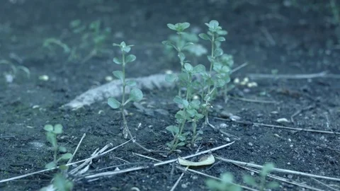 Sprouting plants. still shot Video stock 73095476