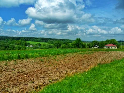 Sprouting Potato Field in Spring Foto stock