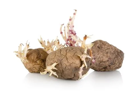 Sprouting potato isolated Stock Photos
