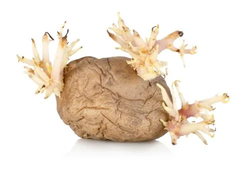 Sprouting potato Stock Photos