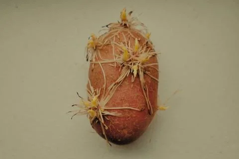 Sprouting Potato Stock Photos