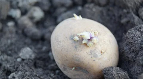 Sprouting Potato in Soil Close-Up Stock Photos