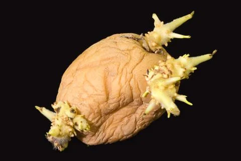 Sprouting potato tuber Stock Photos