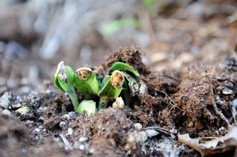 Sprouting pumpkin seeds Stockfoto's