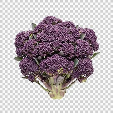 Sprouting purple broccoli head on transparent background for organic menu g.. 스톡 사진