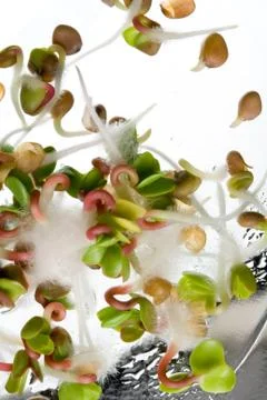 Sprouting Radish Seeds Stock Photos