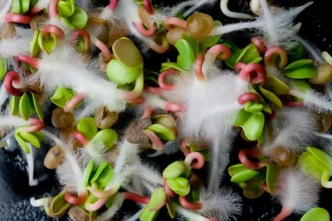 Sprouting Radish Seeds Stock Photos