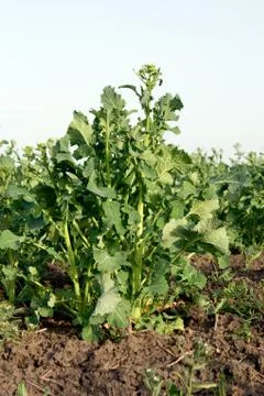 The sprouting of rape. Stock Photos