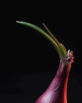 Sprouting Red Onion on Black Background Foto stock