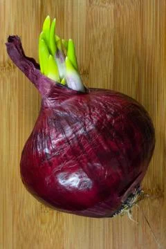 Sprouting Red Onion Stock Photos