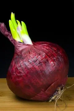 Sprouting Red Onion Stock Photos