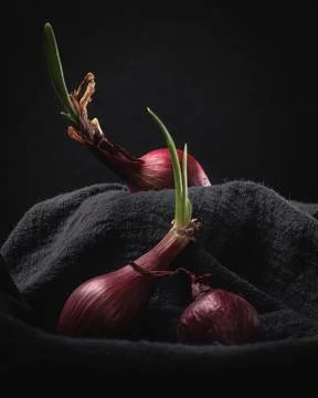 Sprouting Red Onions on Dark Background Still Life Foto stock