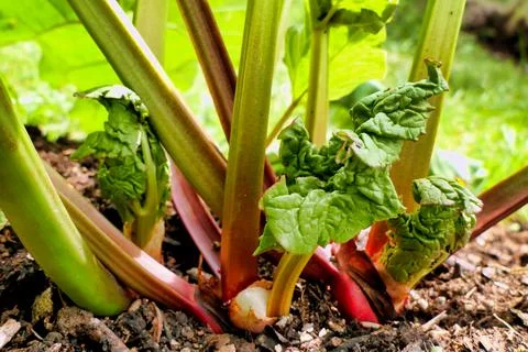 Sprouting Rhubarb. Stock Photos