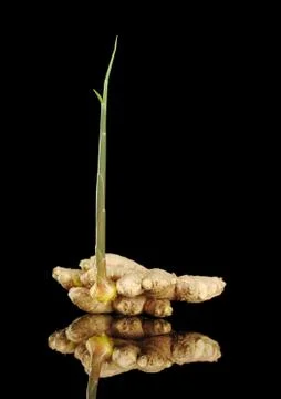 Sprouting root ginger on black Stock Photos
