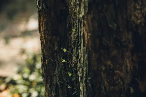 Sprouting on the roots of trees Stock Photos