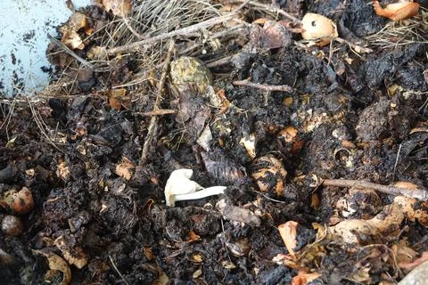 Sprouting seed growing in compost filled with organic waste Stock Photos