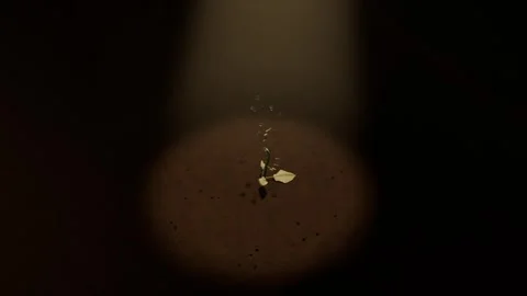 Sprouting seed responding to warm light on circular soil patch, cracking and Vídeo Stock 337886074