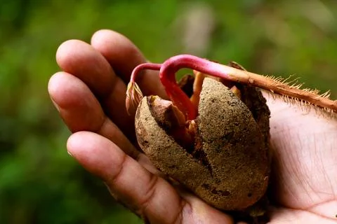 Sprouting seed of a wild tree in the palm of a man.. Stock Photos