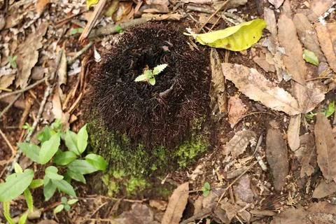 Sprouting Seedling Emerging Mossy Tree Stump Foto stock
