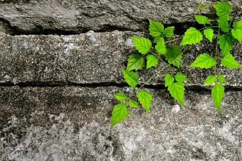 Sprouting seedling. Stock Photos
