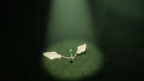 Sprouting seedling responding to spark, reaching to spotlight, unfurling leaves Vídeo Stock 337886083