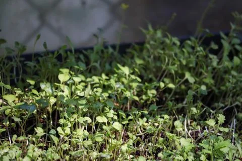 Sprouting seedlings growing in a flat pot Stock Photos