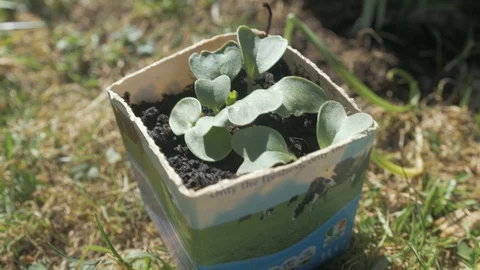 Sprouting seedlings growing in recycled milk carton Stock Footage 130157560