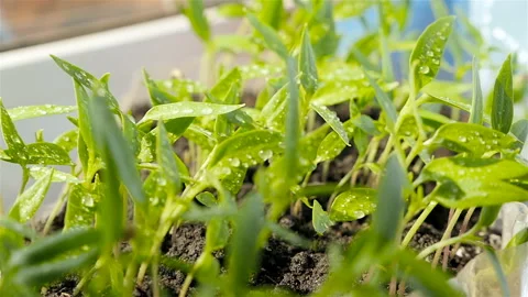 Sprouting seeds of bell pepper. Close-up Stock Footage 127683319