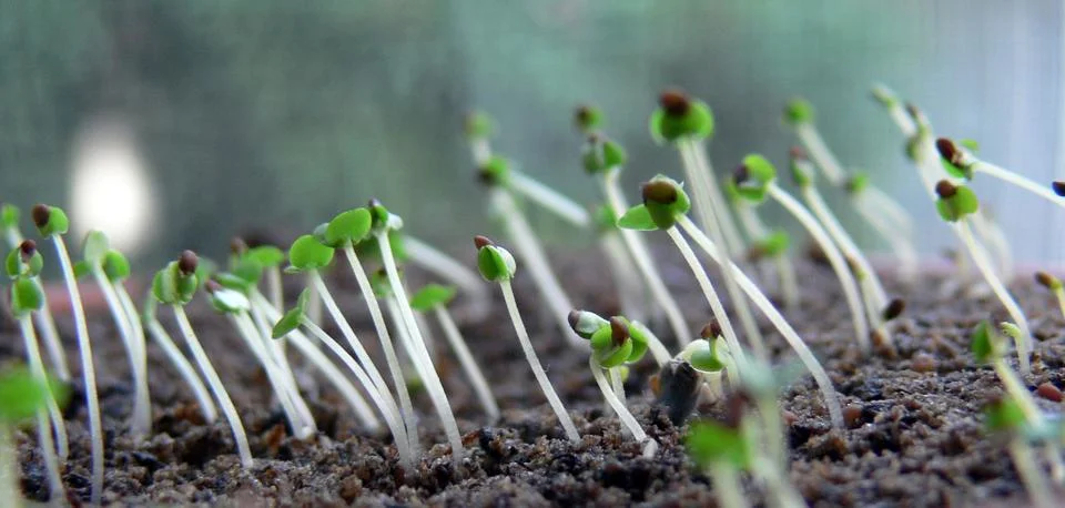 Sprouting Seeds Close-Up Stock Photos