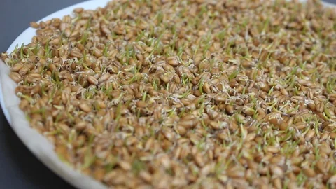 Sprouting Seeds. Eating Sprouts Stock Footage 88851038