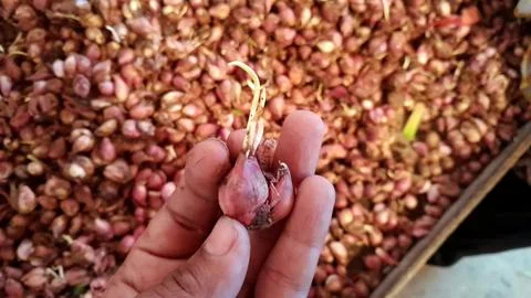 Sprouting shallots Stock Photos