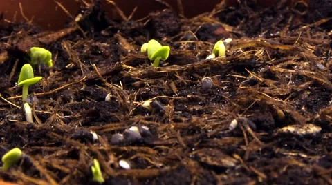 Sprouting shoots Vídeos de archivo 50390185