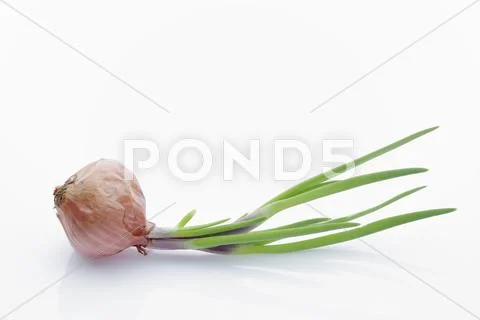Sprouting small red shallot Stock Photos