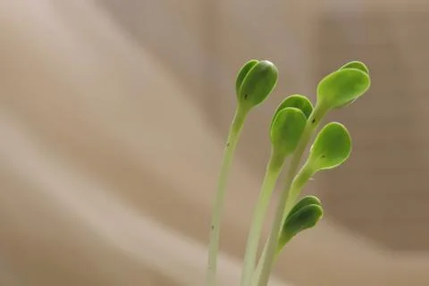 Sprouting of some beans in neutral background Stock Photos
