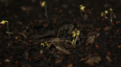 Sprouting Spouts of seeds emerging from the earth Video stock 58018640