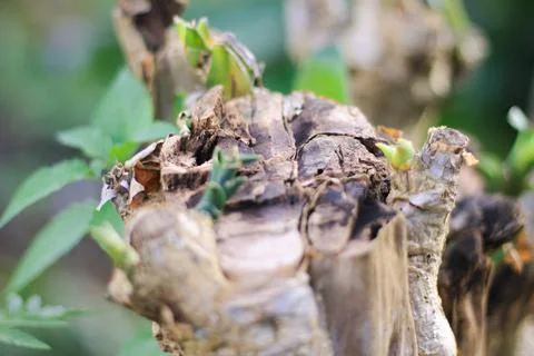 Sprouting stems Stock Photos