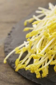 Sprouting sweet corn shoots Stock Photos