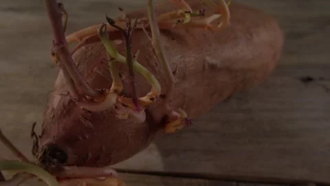 Sprouting Sweet Potato on Wooden Surface Stock Footage 288829928