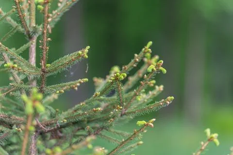 Sprouting tips with lively energy. Fresh buds bloom bringing optimistic sea.. Stock Photos