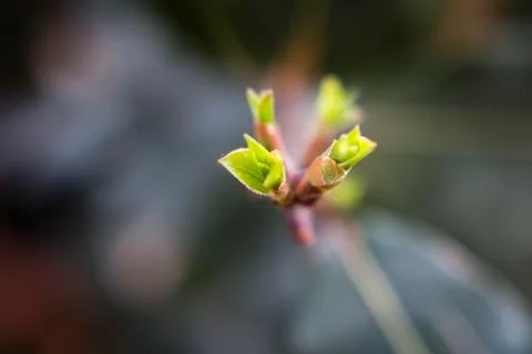 Sprouting tree - daphne Foto stock